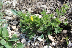 Potentilla adscharica