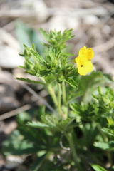 Potentilla adscharica