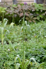Allium stipitatum