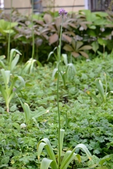 Allium stipitatum