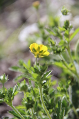 Potentilla adscharica