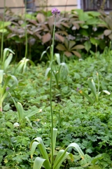 Allium stipitatum