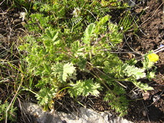 Potentilla agrimonioides