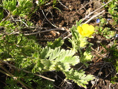Potentilla agrimonioides