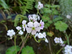 Androsace geraniifolia