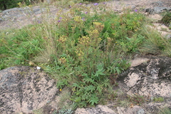 Potentilla agrimonioides