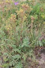 Potentilla agrimonioides