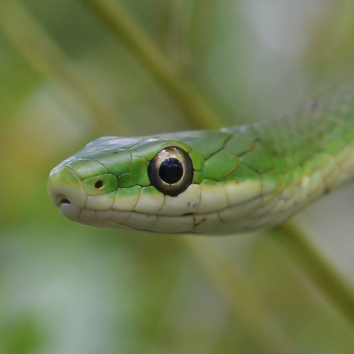 Rough Greensnake photographed in Mississippi