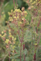Potentilla agrimonioides