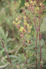 Potentilla agrimonioides