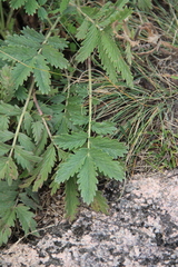 Potentilla agrimonioides