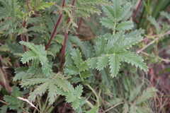 Potentilla agrimonioides