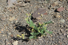 Potentilla agrimonioides
