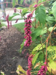 Persicaria orientalis