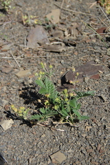 Potentilla agrimonioides