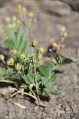 Potentilla agrimonioides