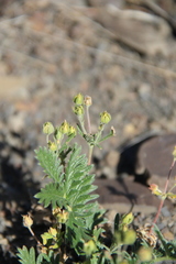 Potentilla agrimonioides