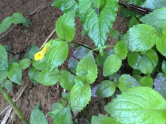 Erythranthe szechuanensis