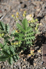 Potentilla agrimonioides