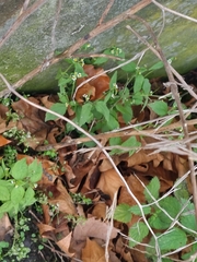 Galinsoga quadriradiata