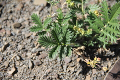 Potentilla agrimonioides