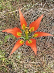 Lilium catesbaei image