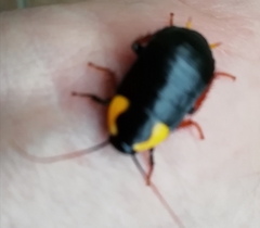 Pseudoderopeltis albilatera