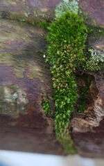 Ptychostomum capillare