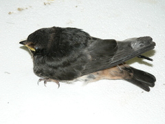 Petrochelidon spilodera