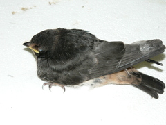 Petrochelidon spilodera
