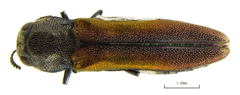 Agrilus duncani