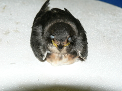 Petrochelidon spilodera