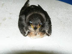 Petrochelidon spilodera