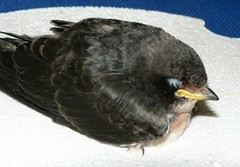 Petrochelidon spilodera