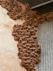 Petrochelidon spilodera