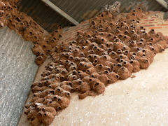 Petrochelidon spilodera