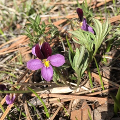 Viola beckwithii