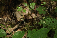 Omphalodes cappadocica