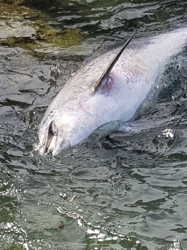 Tursiops truncatus<br>15 May, 2017