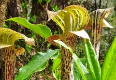 Arisaema nepenthoides