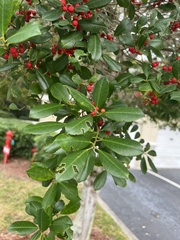 Ilex cassine image