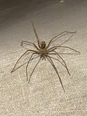 Loxosceles simillima