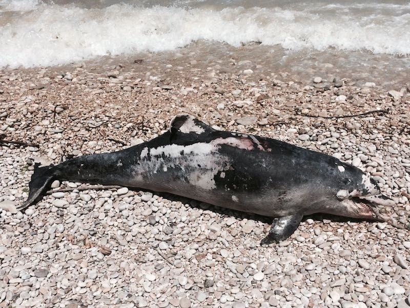 Tursiops truncatus<br>26 May, 2017