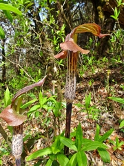 Arisaema nepenthoides