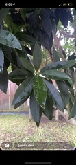 Gordonia lasianthus