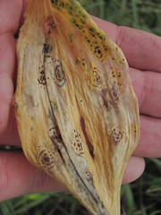 Uromyces reticulatus