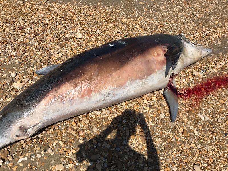 Tursiops truncatus<br>01 August, 2017