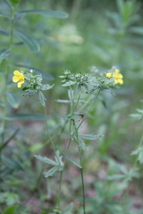 Potentilla argentea
