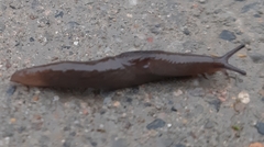 Deroceras