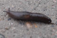 Deroceras